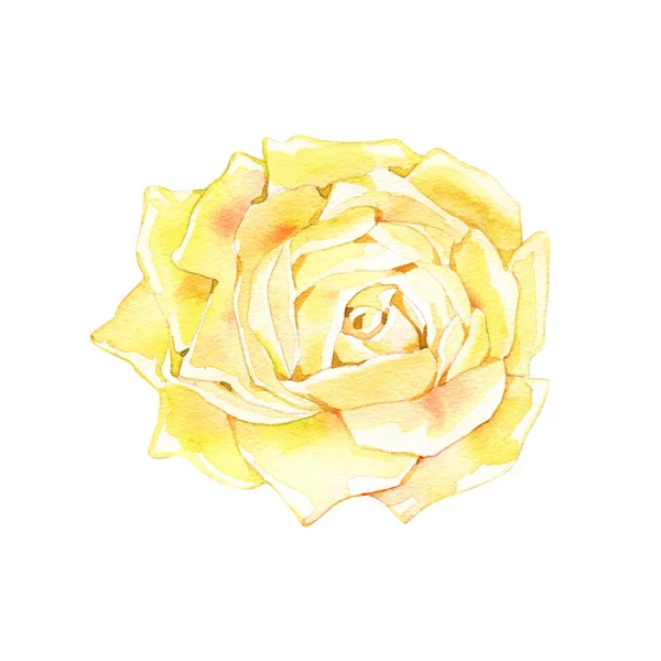 Żółty kwiat róży ręcznie rysowane w akwareli izolowane na białym tle. Idealny do tworzenia kwiatowych aranżacji zaproszeń, kart i wzorów. — Zdjęcie stockowe