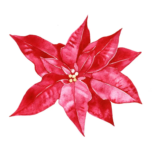 水彩のポインセチア。手描きのクリスマス花イラスト白背景に分離されました。デザイン、印刷のための植物のイラストや背景. — ストック写真