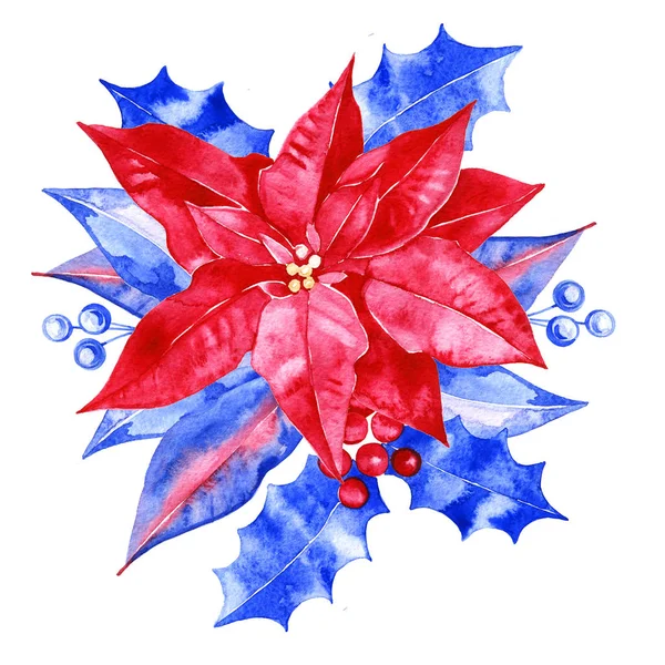 Poinsettia with blue Leaves. Watercolor Illustration on white background. — ストック写真