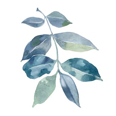 Suluboya yeşil mavi yapraklar. Beyaz arka planda yaprakları olan el boyası yeşil dallar. Çiçek tasarımı için botanik elementler.