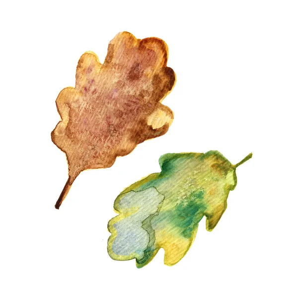 Aquarela pintado folhas de carvalho conjunto isolado no fundo branco . — Fotografia de Stock