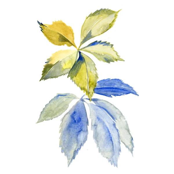 Acquerello verde foglie blu. Rami verdi dipinti a mano con foglie isolate su sfondo bianco. Elementi botanici per il disegno floreale — Foto Stock