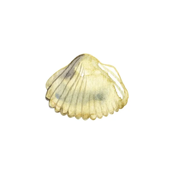 Seashell watercolor illustration. Hand drawn underwater element design. Artistic  marine design element. Illustration for greeting cards, printing and other design projects. — Stock Photo, Image