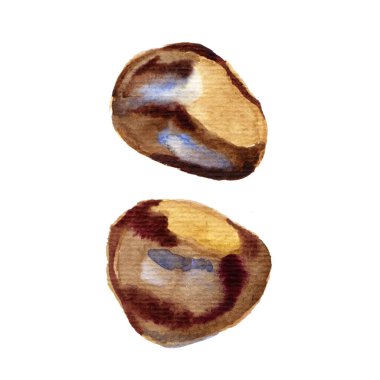 Tıbbi kestane beyaz arka planda izole edilmiş. Kestane suluboya çizimi. At kestanesi meyvesi