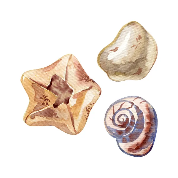 Conjunto de conchas marinas aisladas a mano. Ilustración en acuarela . —  Fotos de Stock