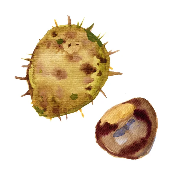 Medicinsk kastanj isolerad på vit bakgrund. Kastanj akvarell illustration. Frukt av hästkastanj — Stockfoto