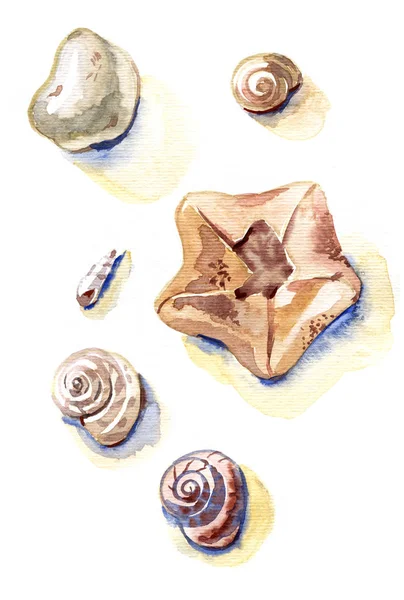 Conjunto de conchas de mar acuarela dibujadas a mano. Ilustraciones coloridas aisladas sobre fondo blanco . —  Fotos de Stock