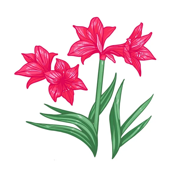 Fleurs rouges roses de Hippeastrum. Illustration vectorielle isolée sur fond blanc . — Image vectorielle
