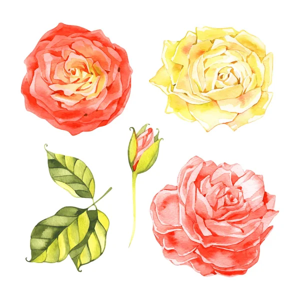 手描きベクトル水彩の花のセット白い背景に隔離されています。赤と黄色のバラ — ストックベクタ