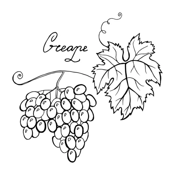 Ilustración vectorial monocromática del logotipo de la uva aislado sobre fondo blanco . — Vector de stock