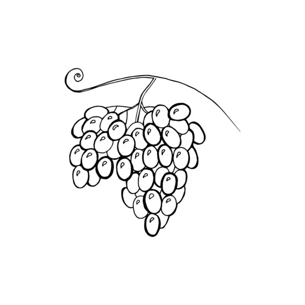 Ilustración vectorial de uvas acuareladas, dibujadas a mano. Concepto para el mercado de agricultores, alimentos orgánicos, diseño de productos naturales, paquete de vino, té de hierbas, agua de semilla de uva o aceite . — Vector de stock