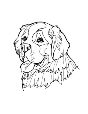 St. Bernard portresi. Yetişkinler ve çocuklar için boyama sayfası. Vektör illüstrasyonu beyaz arkaplanda izole edildi.