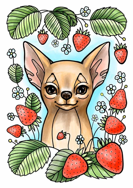 Chihuahua jovem bonito com morango de fundo branco. Ilustração colorida . — Fotografia de Stock