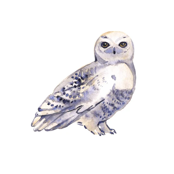 Κουκουβάγια χέρι ζωγραφικής ακουαρέλα πουλί που απομονώνονται σε λευκό φόντο. απεικόνιση απομονωμένη. Υδατογραφία Boho Εκτύπωση Κουκουβάγια σε λευκό. Σχεδιασμός πουλιών. — Φωτογραφία Αρχείου