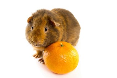 Mandalinadaki kobay, kameraya bak, beyaz bir arka planda izole edilmiş.