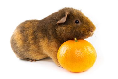 Beyaz arka planda turuncu renkli kobay ayıcığı.