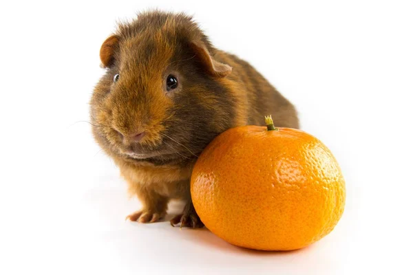 Meerschweinchen Teddy Mit Orange Auf Weißem Hintergrund — Stockfoto