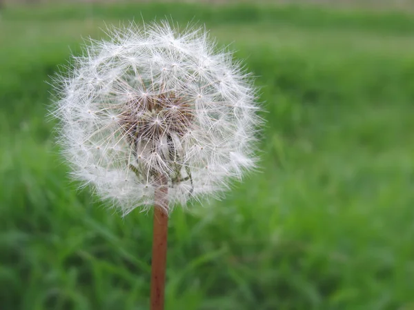 Pede um desejo ! — Fotografia de Stock