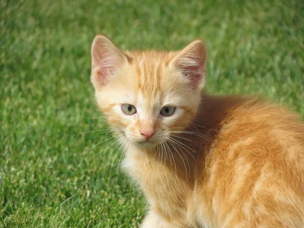 Leuk oranje katje. — Stockfoto