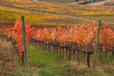 Üzüm bağları, Umbria yatay