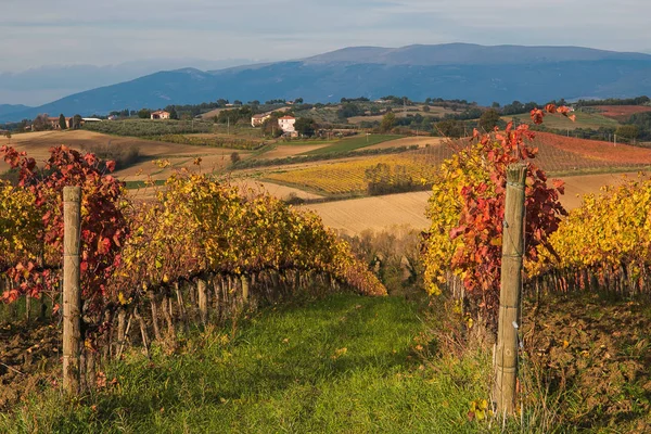 Kırsal umbria hills sonbahar üzüm