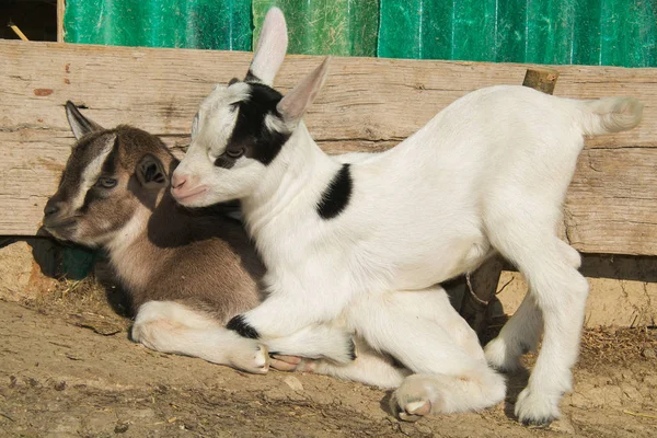 Twee grappige baby geiten zittend op de grond — Stockfoto