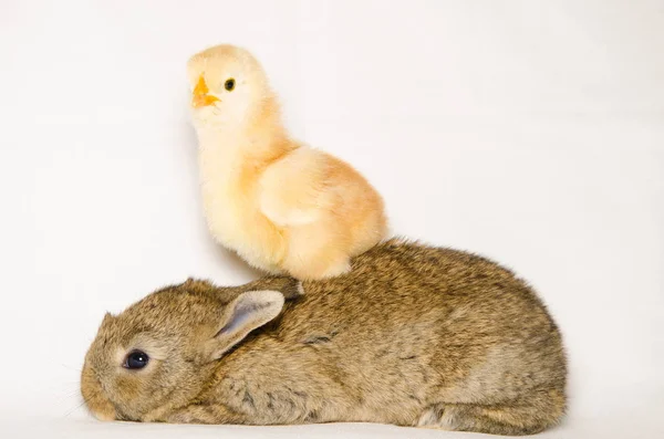変な動物: ウサギ上記赤ちゃんひよこ — ストック写真
