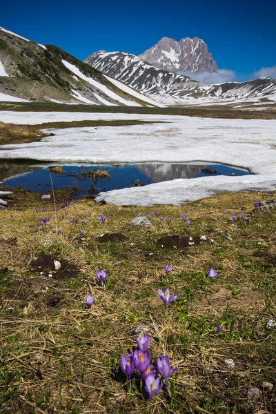 Crocus vernus en la meseta de Campo Imperatore, Abruzos — Foto de Stock