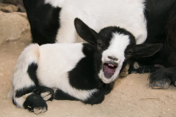 Lustiges Ziegenbaby mit offenem Maul gähnt — Stockfoto