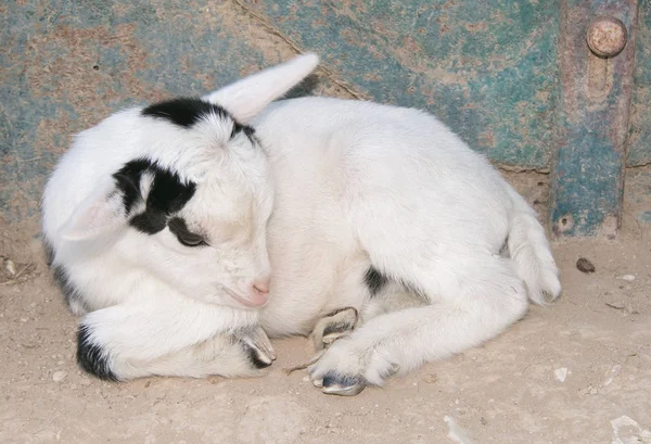 Foto von hübschen Baby Ziege — Stockfoto