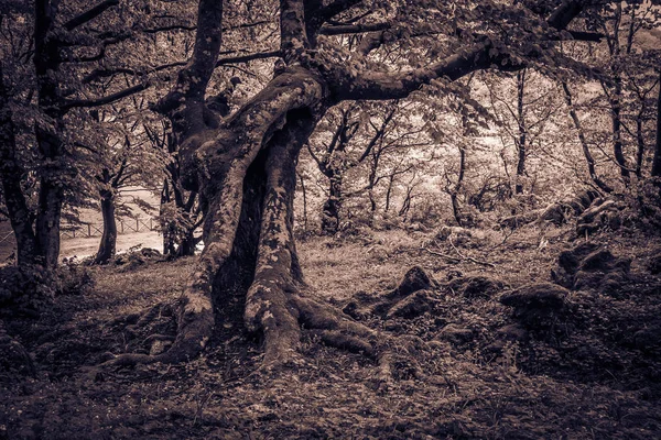 Purple dark spooky forest — Stock Photo, Image