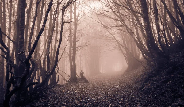 Weg durch einen dunklen Wald — Stockfoto