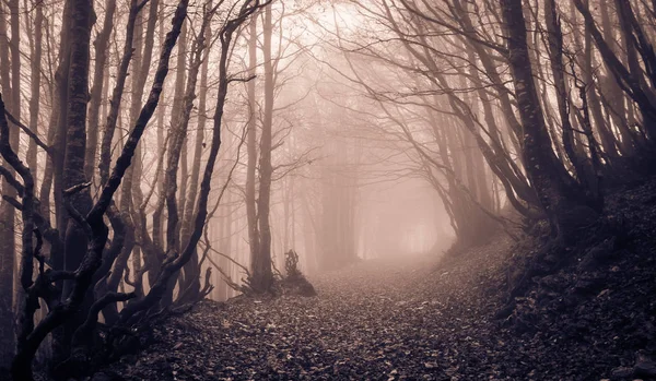 Weg durch einen dunklen Wald Stockbild