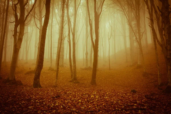 Floresta assustadora no parque nacional da floresta casentinesi — Fotografia de Stock
