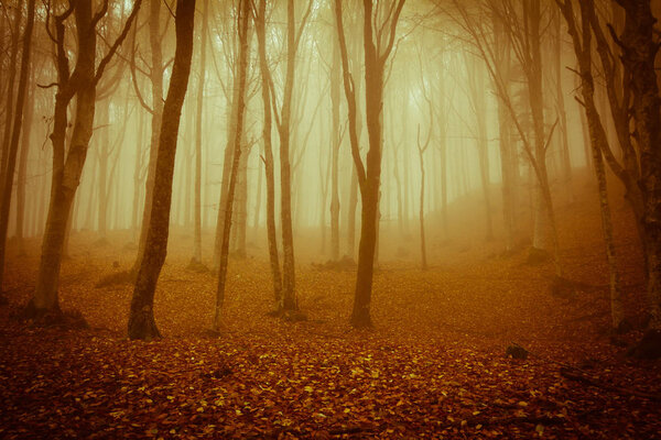 Spooky forest in the national park of foreste casentinesi in Tuscany