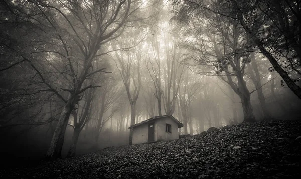 Verlaten spookhuis in het bos — Stockfoto