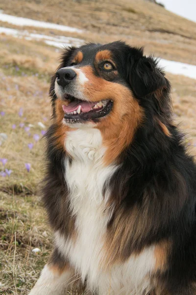 Australian shepherd i ängen — Stockfoto