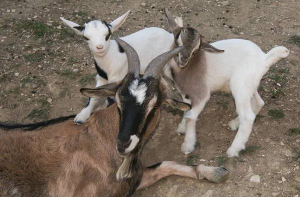 Family of nigerian dwarf goats — Stock Photo, Image