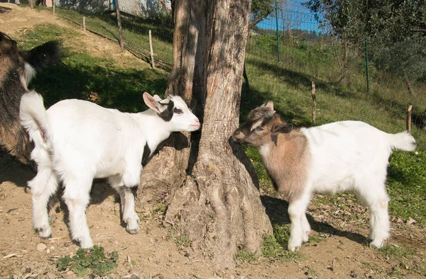 Twee baby dwerg geiten — Stockfoto