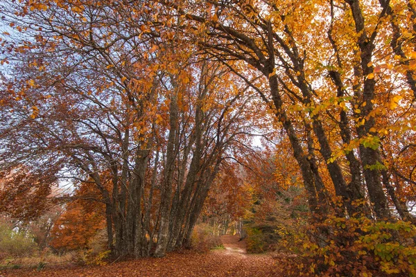 Caminho através da floresta de outono — Fotografia de Stock