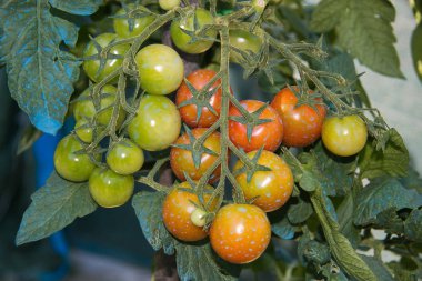 Bir seranın dalında yetişen olgun domatesler.