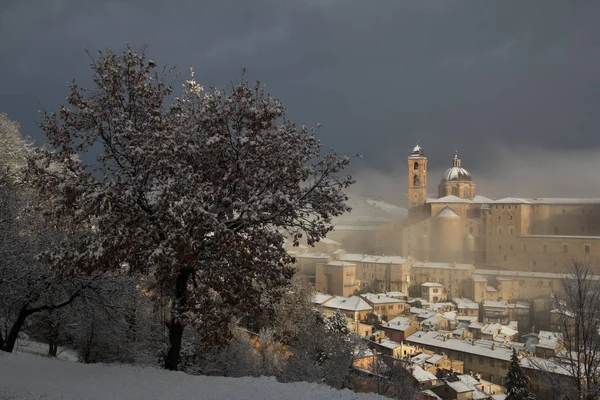 Árbol cubierto de nieve cerca de Urbino —  Fotos de Stock