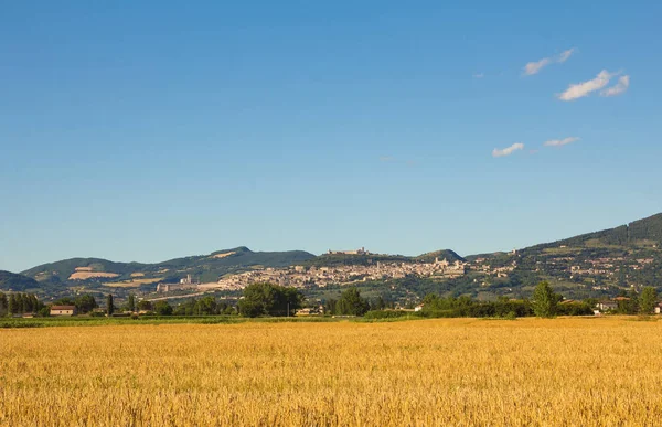 Campo de trigo de verão em Assis — Fotografia de Stock