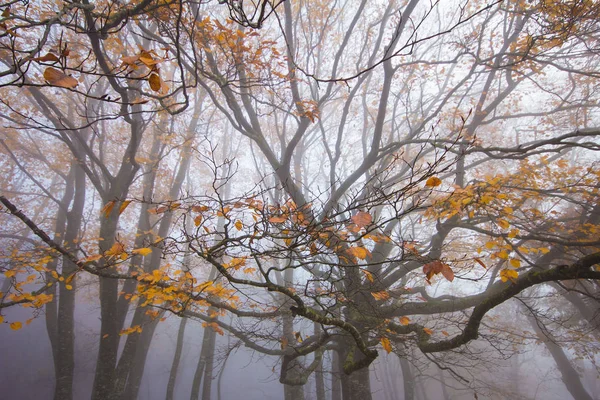 Dimmig skog under en höstdag — Stockfoto