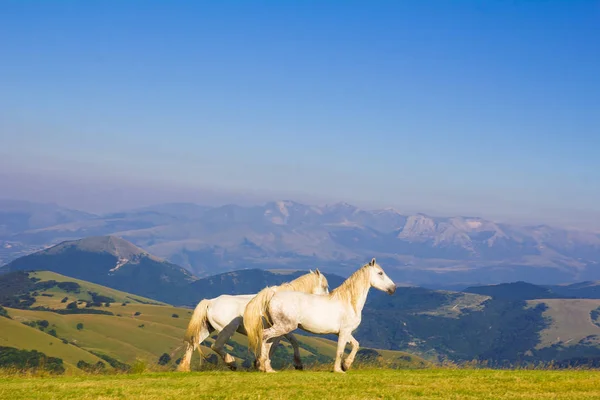 Two white horses walking in the mountain Royalty Free Stock Images