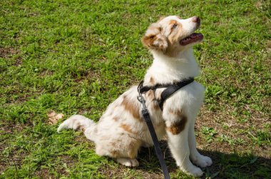 Avustralyalı çoban kırmızı merle portresi 