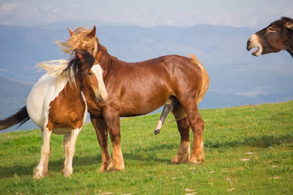 Caballos enamorados y burros —  Fotos de Stock