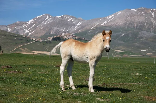 Baby коня в Pian Гранде — стокове фото