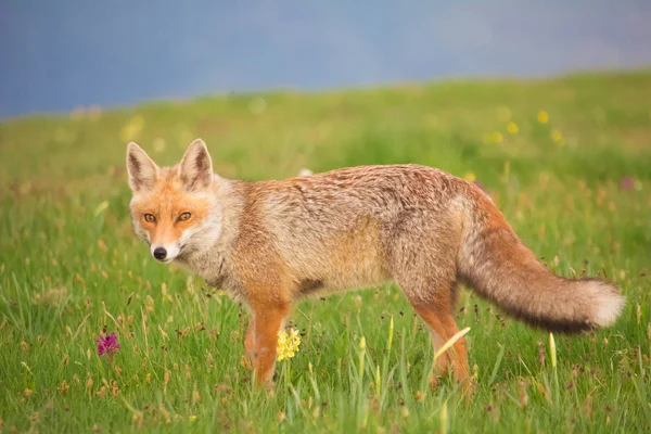 Ritratto di volpe rossa selvatica — Foto Stock