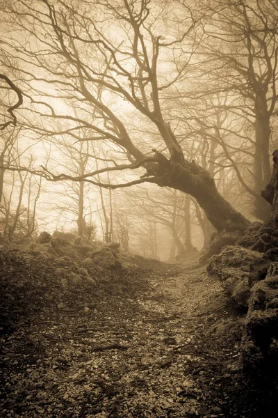 Chemin secret dans la forêt — Photo